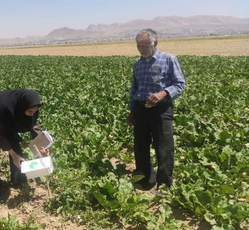 نصب تله‌های فرمونی در مزارع چغندر قند شهرکرد