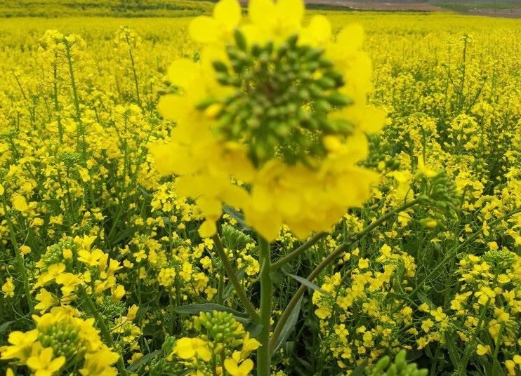 خرید یکهزار و ۳۰۰ تن کلزا از کشاورزان لرستانی