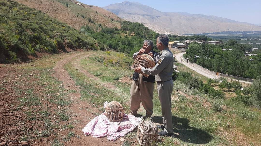دستگیری متخلف زنده‌گیر کبک در ارومیه