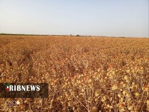 برداشت گلرنگ در روستای ملک آباد دهستان قمرود