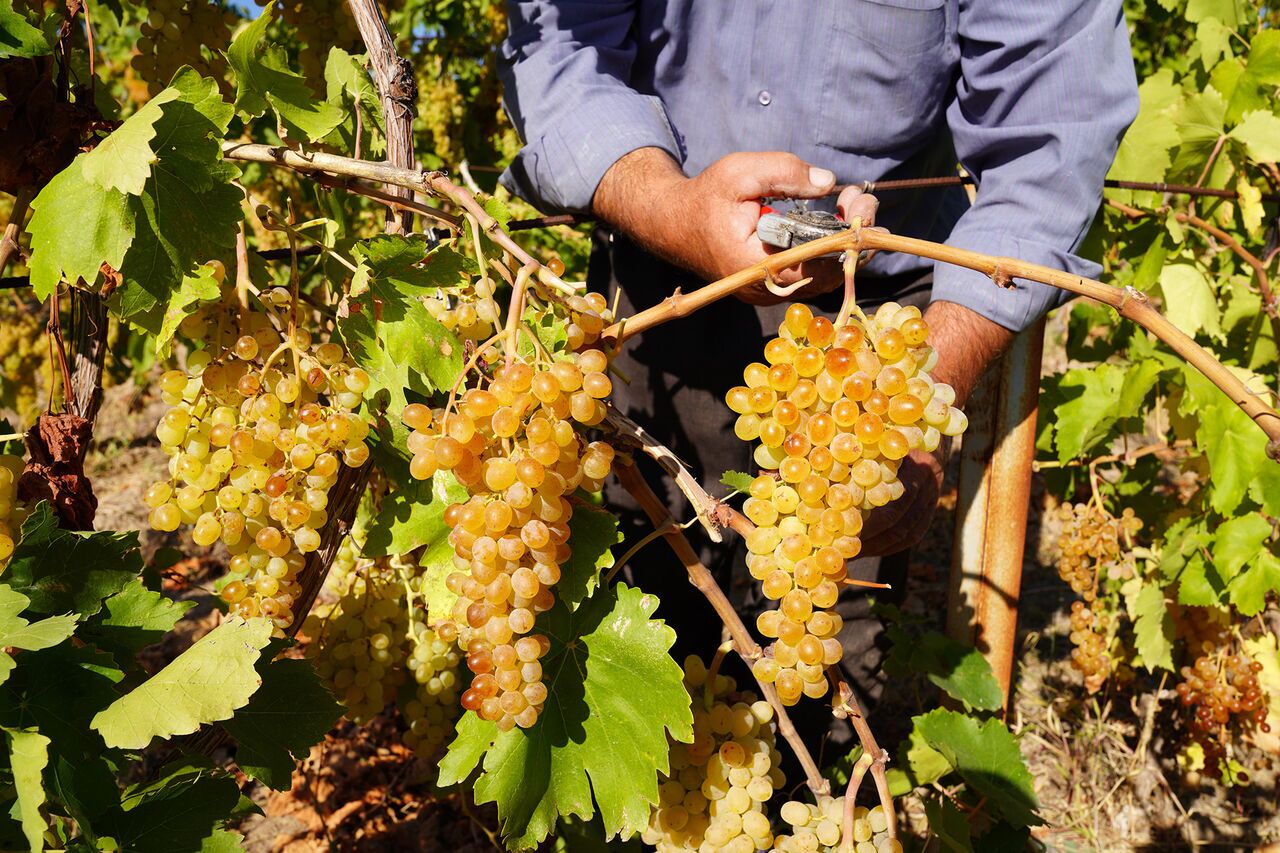 آغاز برداشت نوبرانه انگور در شهرستان کارون