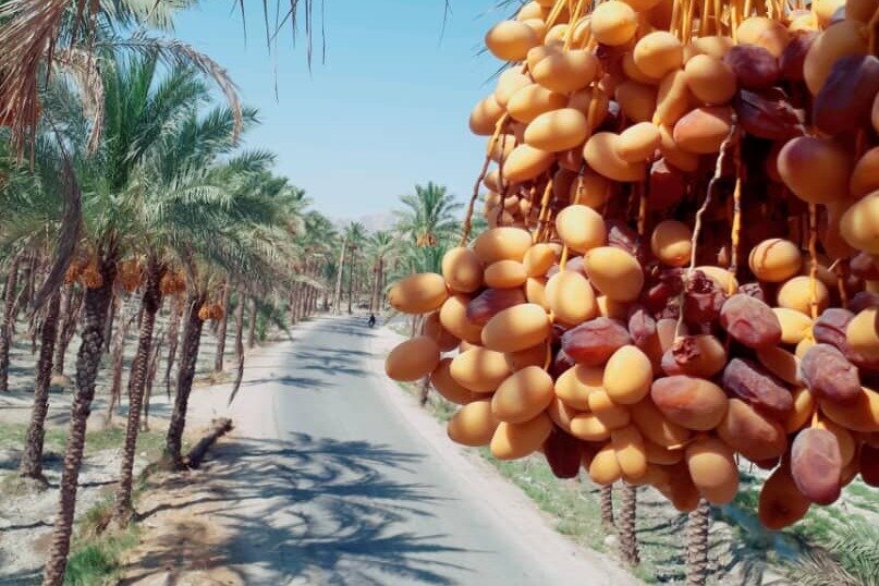 برداشت زود هنگام خارک و رطب از نخلستان‌های بوشهر