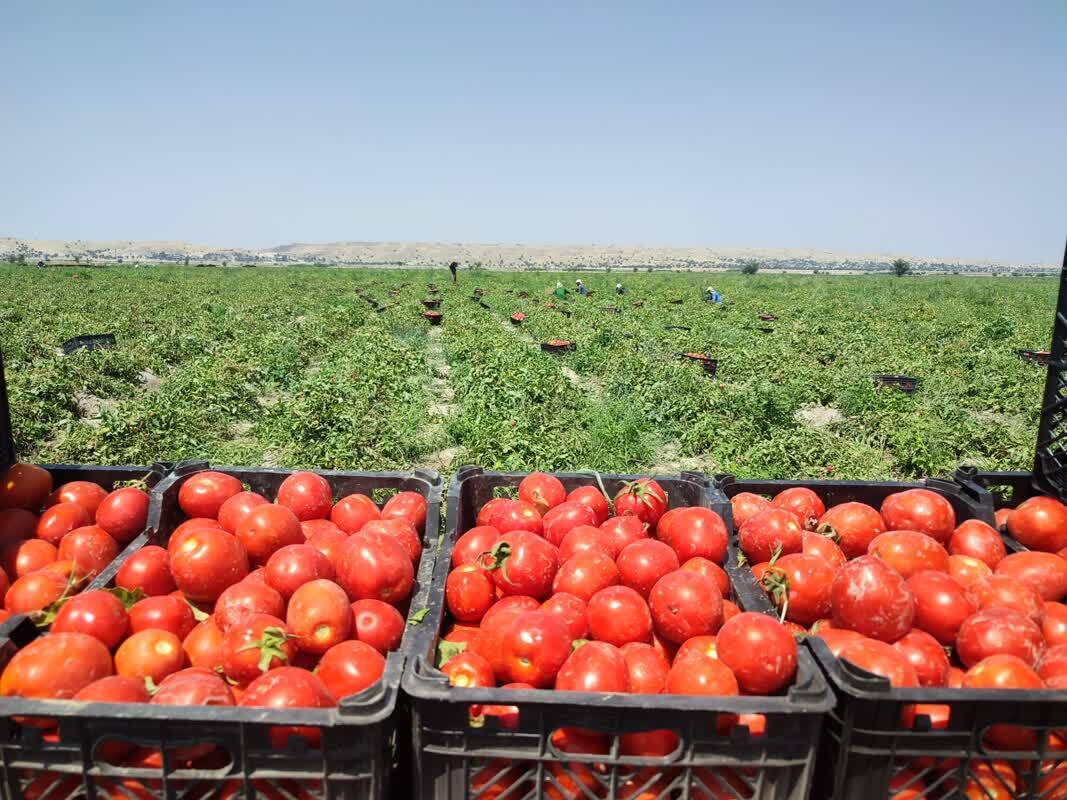 صادرات گوجه فرنگی کازرون به بازار‌های جهانی