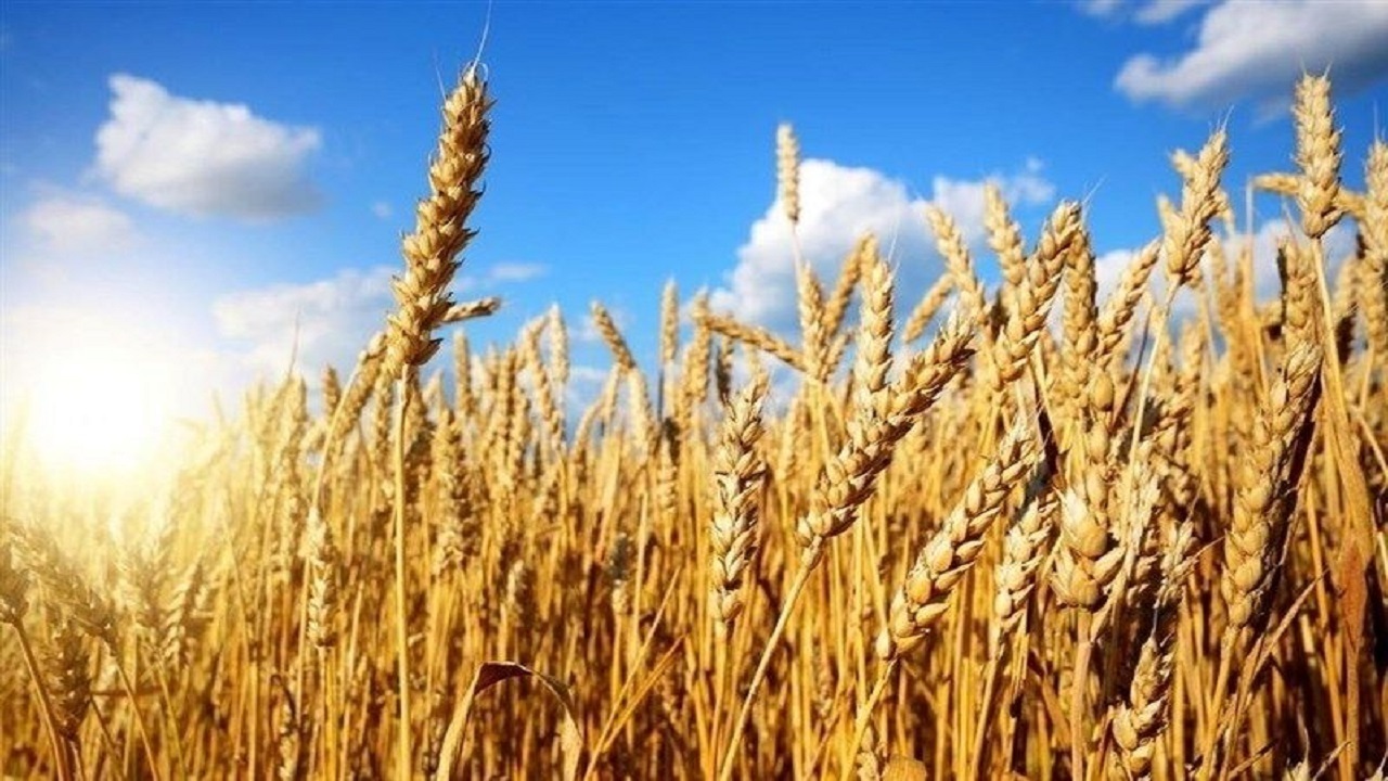 آمادگی مراکز خرید گندم در آذربایجان شرقی