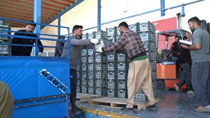 روز‌های پرکار در سردخانه‌های ذخیره سیب مهاباد