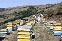 آغاز فصل سرما و راهکار‌های کاهش تلفات بالای زمستانی در کندو‌ها