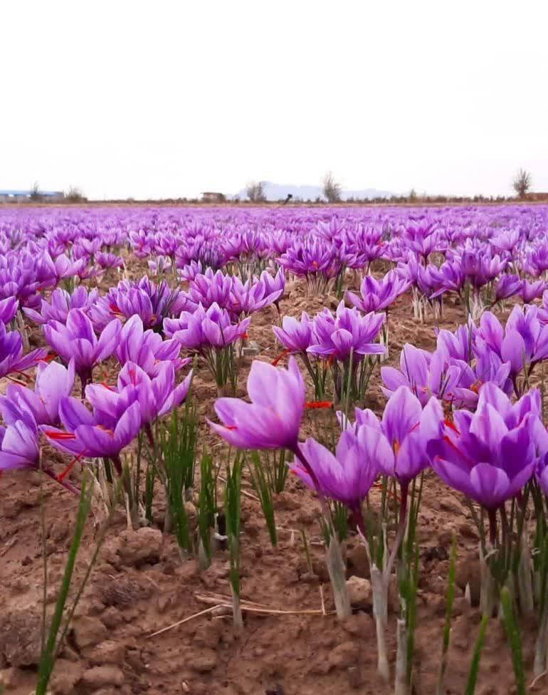 برداشت گل‌های زعفران در نیشابور