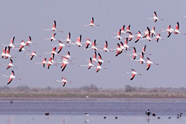 ارتقای تالاب «مُره» استان قم به منطقه حفاظت‌شده