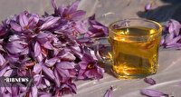 برداشت زعفران در کردستان