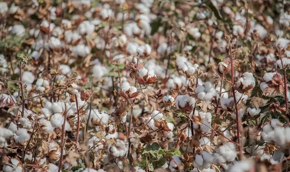 آغاز برداشت طلای سفید از پنبه زار‌های فیروزه