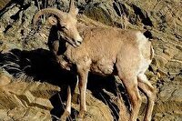 بازگشت سلطان صخره‌ها به زیستگاه اصلی خود در شاسکوه