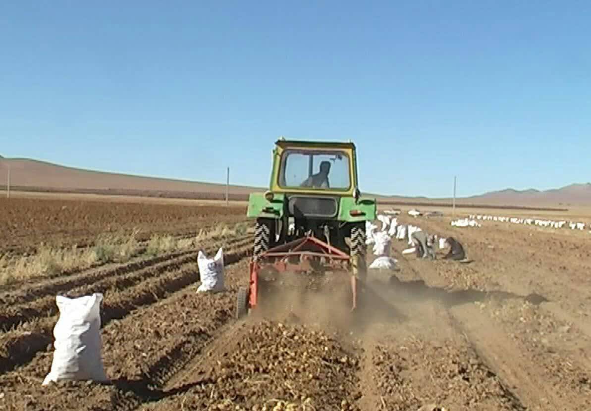 برداشت سیب زمینی از مزارع شهر بهمن