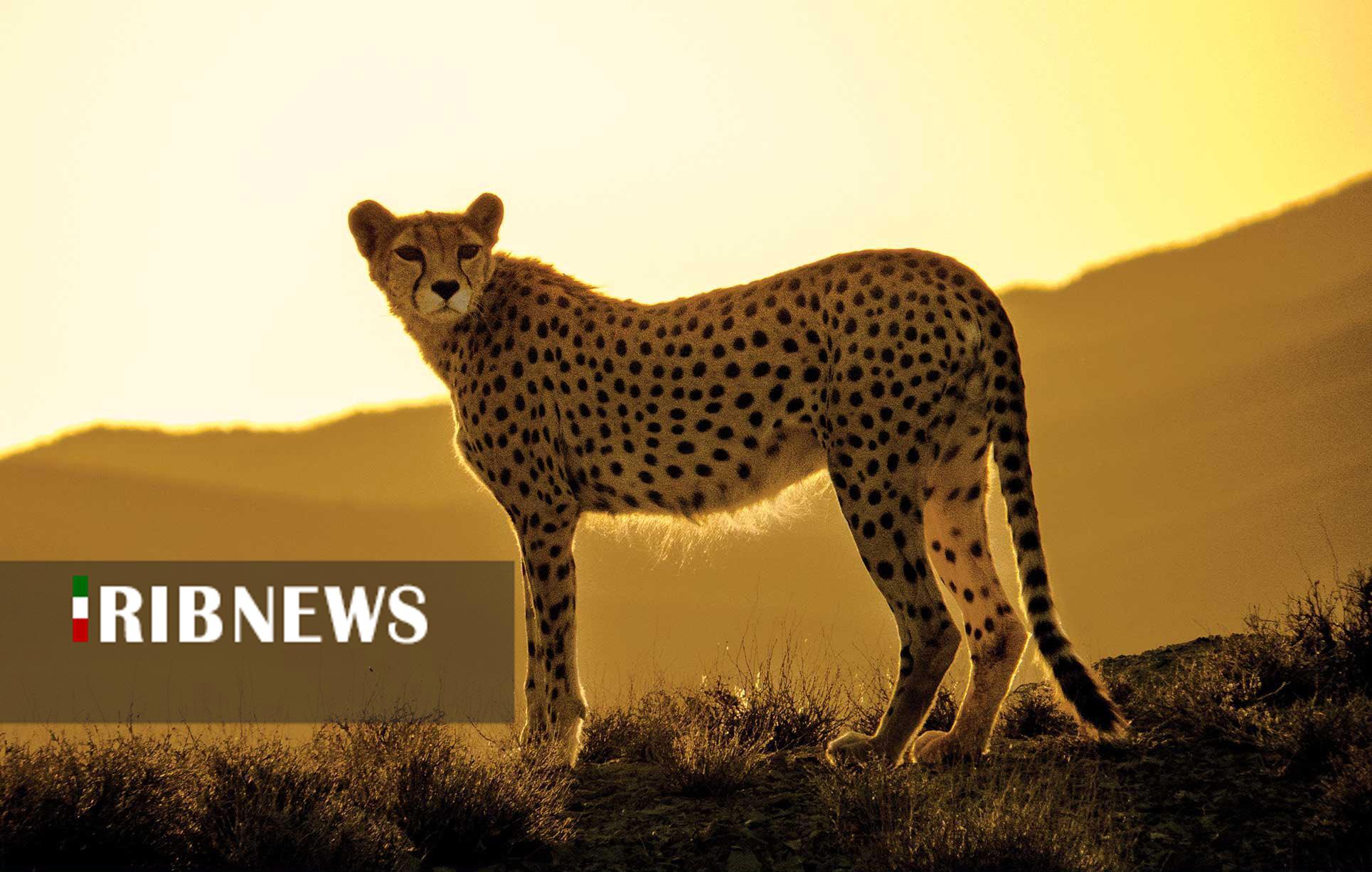 ثبت همایش یوزپلنگ ایرانی جاجرم در فهرست رویداد‌های گردشگری کشور