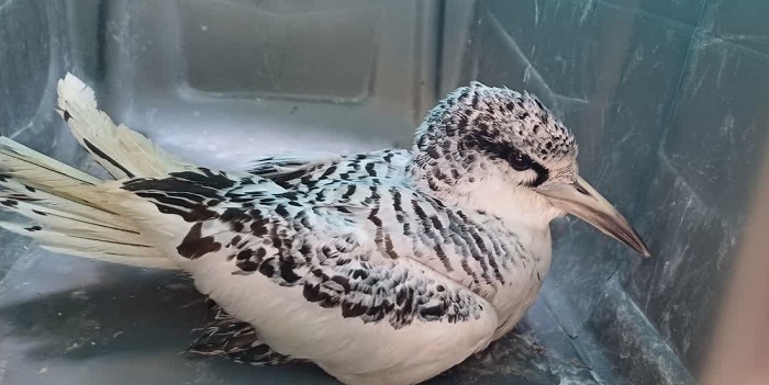 ثبت گونه کمیاب پرنده نوک سرخ دریایی در هرمزگان ثبت گونه کمیاب پرنده نوک سرخ دریایی در هرمزگان