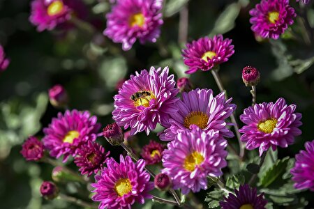 نمایشگاه گل های داوودی در باغ گیاه شناسی ملی ایران