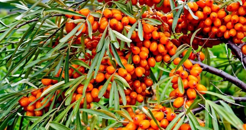 برداشت بیش از ۴۰ تن سنجد از باغ‌های آذربایجان غربی آغاز شد