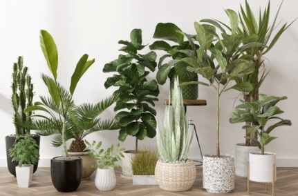 کدام گیاهان میتواند موجب بروز مسمومیت شود ؟ کدام گیاهان میتواند موجب بروز مسمومیت شود ؟