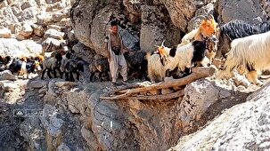 کوچ پاییزه عشایر