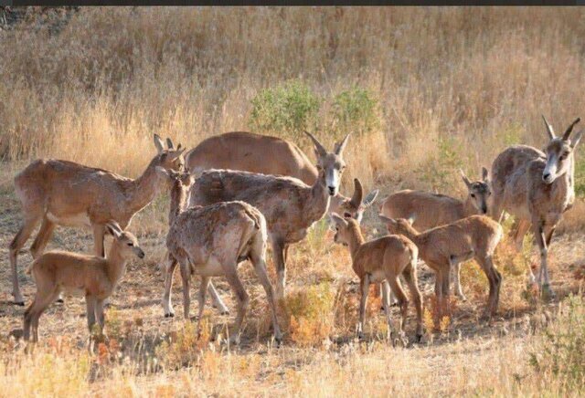 کاهش منابع آبی؛ تهدیدی جدی برای حیات‌وحش جزایر دریاچه ارومیه