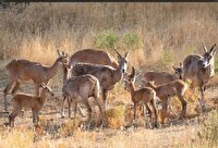 کاهش منابع آبی؛ تهدیدی جدی برای حیات‌وحش جزایر دریاچه ارومیه