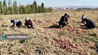 پیش بینی برداشت ۱۳۰ هزار تن پیاز از مزارع استان زنجان
