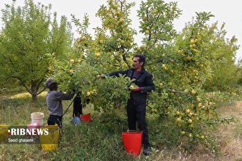 برداشت سیب از باغهای اهر