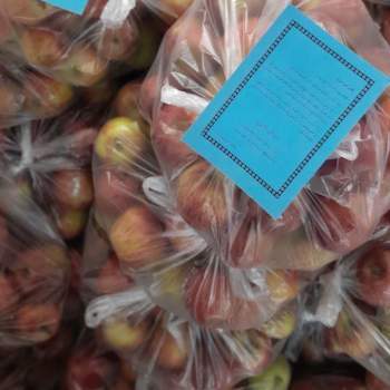 توزیع دو تن سیب درختی بین خانواده های مددجویی سمیرم توزیع دو تن سیب درختی بین خانواده های مددجویی سمیرم