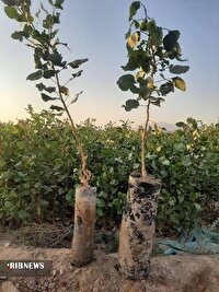 توزیع ۴۰ هزار اصله نهال پسته در خراسان شمالی