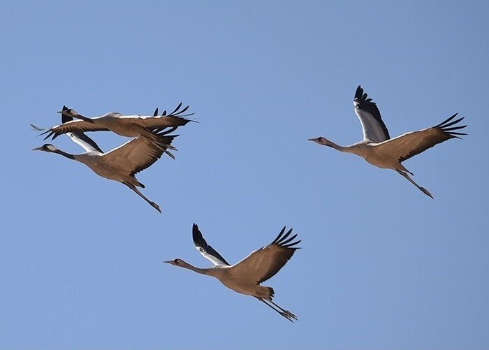 احیای تالاب سولدوز نقده با رهاسازی ۲ میلیون مترمکعب آب از سد حسنلو