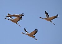 احیای تالاب سولدوز نقده با رهاسازی ۲ میلیون مترمکعب آب از سد حسنلو