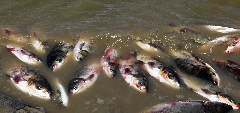 ارزیابی دلیل مرگ آبزیان در یکی از زهکش‌های اندیمشک