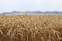 پیش بینی افزایش تولید ۲۸ هزار تنی گندم، امسال در خرمشهر