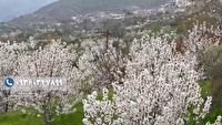 شکوه شکوفه‌های گیلاس در بهار طارم