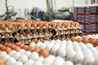 کاهش قیمت مرغ و تخم مرغ در زنجان