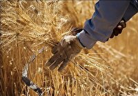 آغاز خرید تضمینی گندم در کرمانشاه از نیمه دوم اردیبهشت