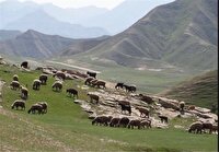 دام متکی به مرتع در اردبیل ۳ برابر حد مجاز