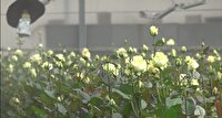 کاهش ۳۰ درصدی مصرف آب در گلخانه پرورش گل رز کبودراهنگ
