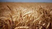 خریداری بیش از ۱۳۰ هزار تن گندم در خوزستان