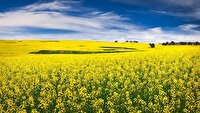 کشت ۳۵۰ هکتار کلزا دیم در گیلانغرب برای نخستین بار در استان کرمانشاه