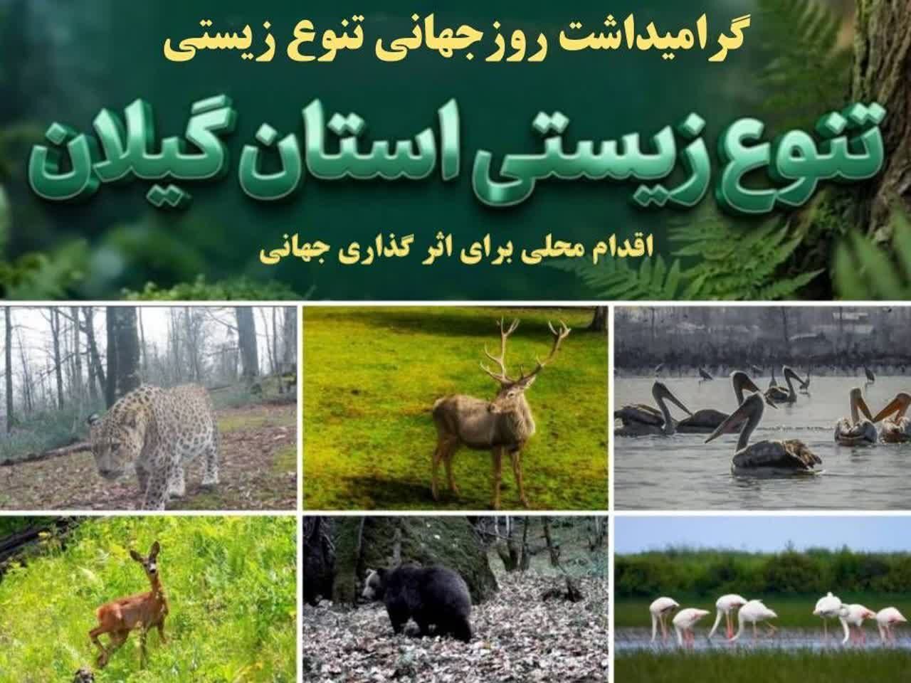گیلان گنجینه‌ای از تنوع زیستی ایران