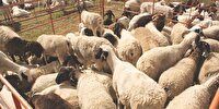 ۶۲ طرح اشتغال‌زایی با زکات دامداران ایلامی