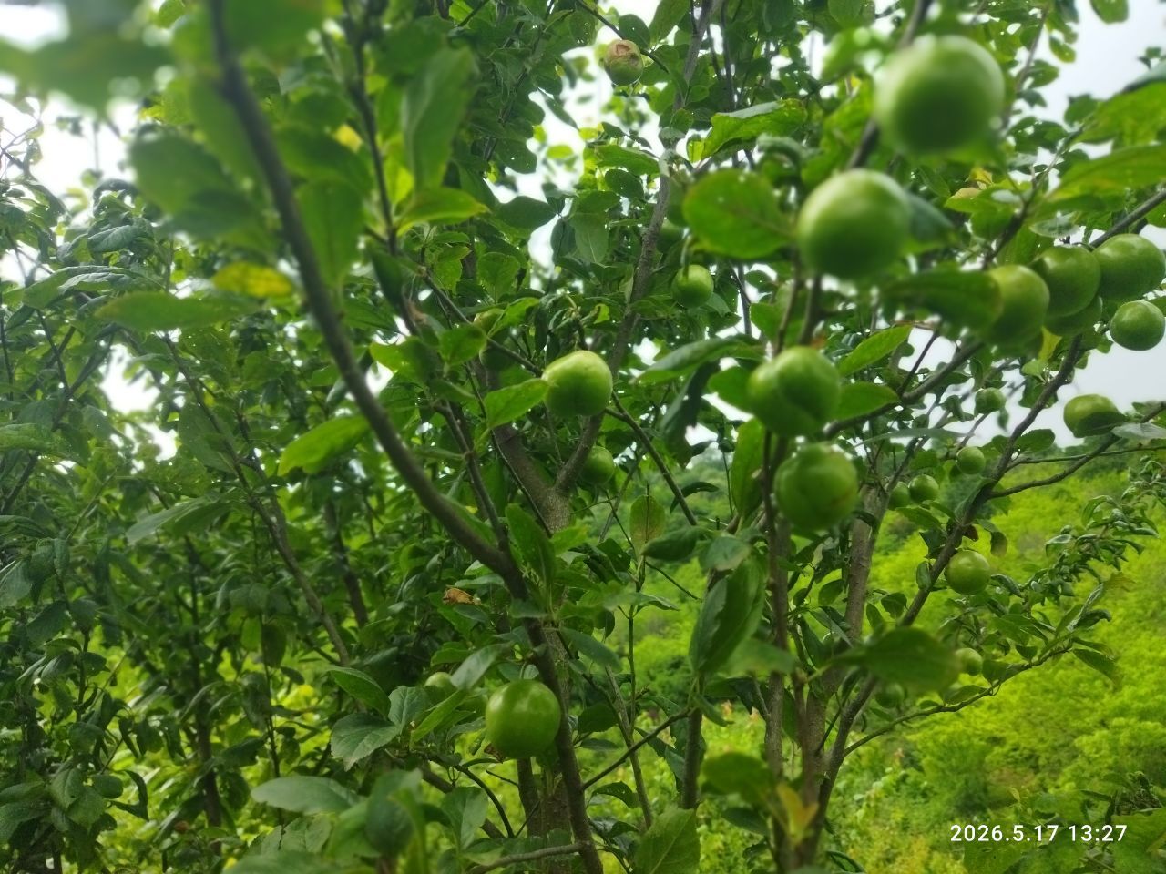 آغاز برداشت گوجه سبز در صومعه‌سرا