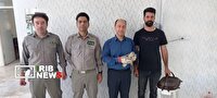 تحویل یک بهله دلیجه به محیط زیست بروجرد