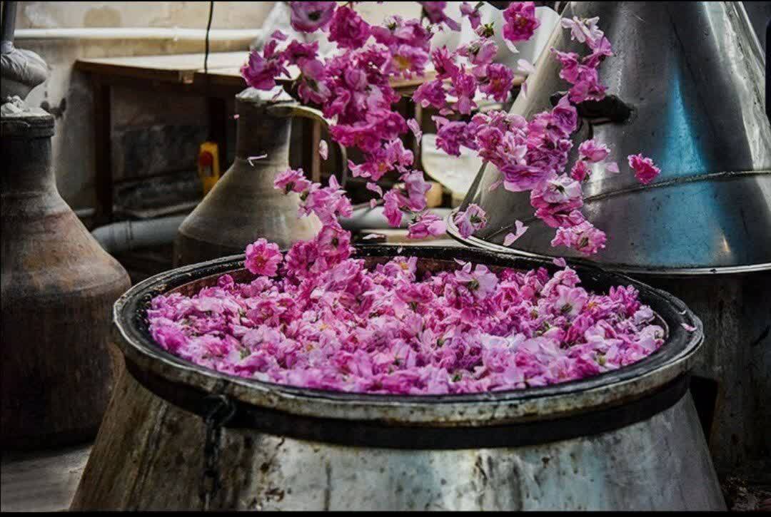 خوی میزبان ششمین دوره آیین گلاب گیری