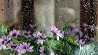 تداوم بارش‌های رگباری بهاری و وقوع رعد و برق تا فردا در گیلان