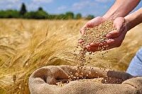 پرداخت ۴۰درصد از پول گندم کاران گلستانی
