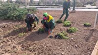 حذف چمن از فضای سبز شهری با استفاده از گیاه «فیلا» یا «فیله آ»