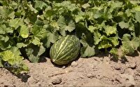 بازار داغ میوه‌های محلی در سیستان