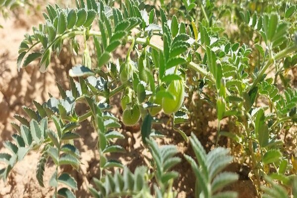 آغاز برداشت نخود از مزارع پلدختر