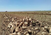 پیش‌بینی برداشت ۶ هزار تن چغندرقند از مزارع خراسان رضوی